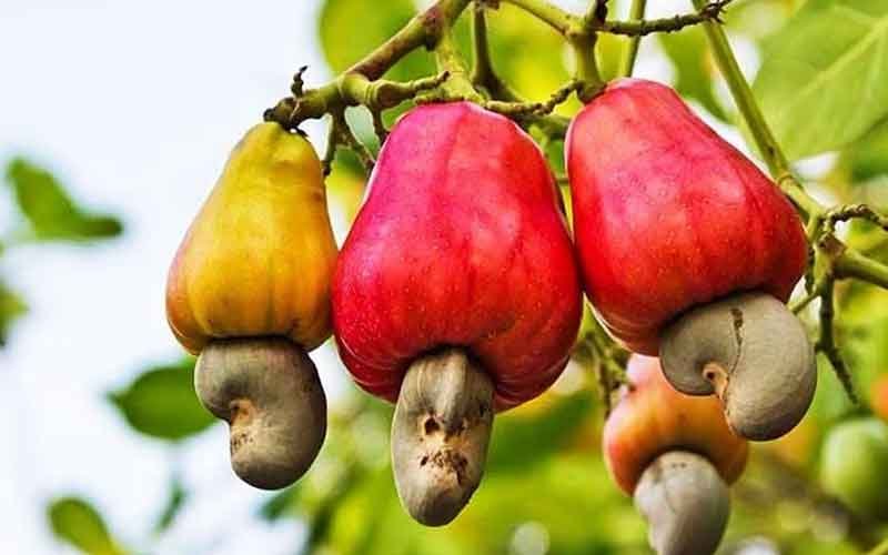 cashew-processing