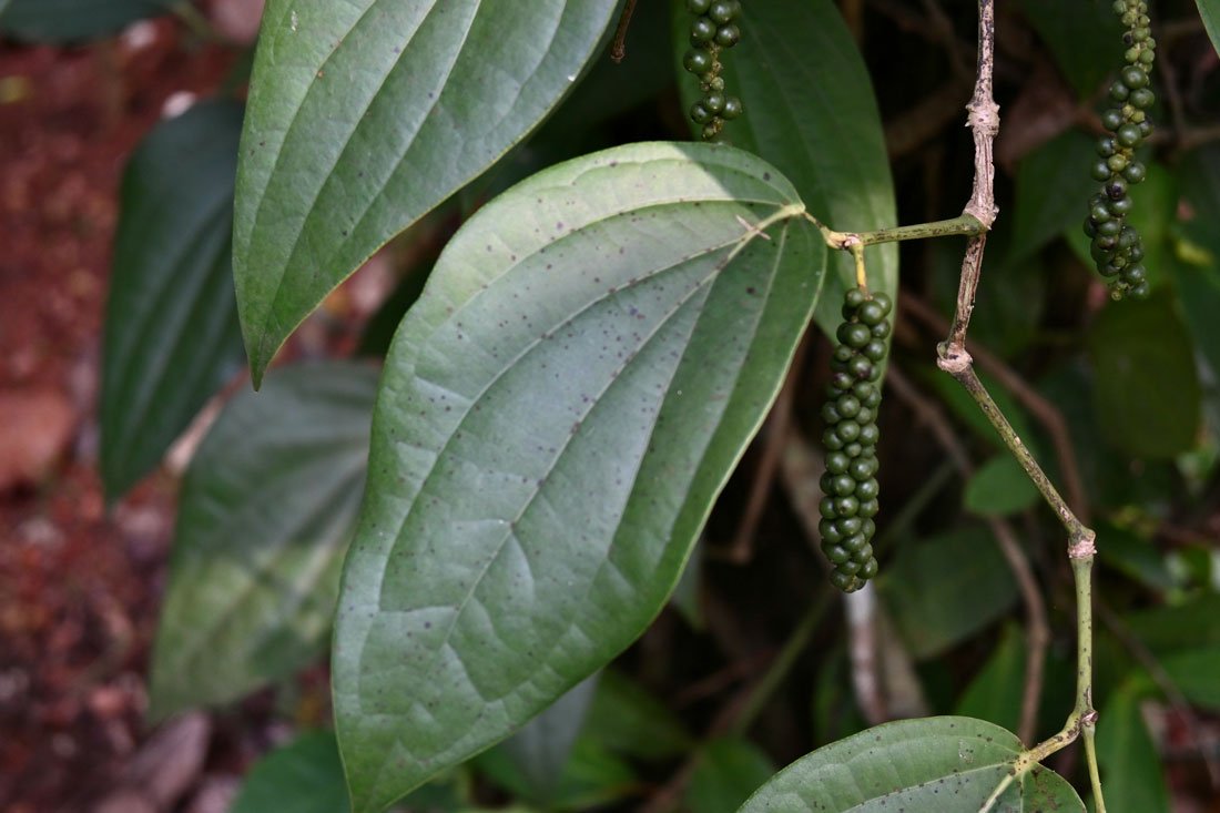 black-pepper-plant---kochi-village-tour-village-experience-kerala-min