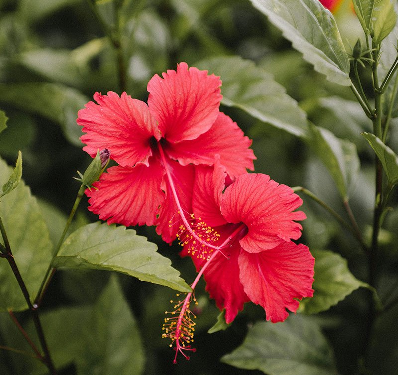 hibiscus-flower-home-page-min