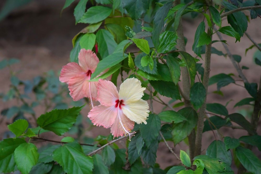 hibiscus-flower-kochi-village-tour-village-experience-kerala-min