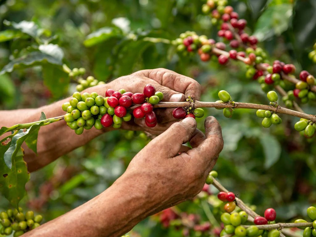 kochi-village-tour---coffe-powder-making-process-1