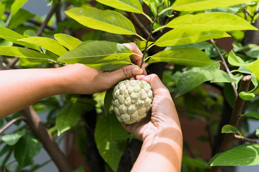 kochi-village-tour-kerala-fruits