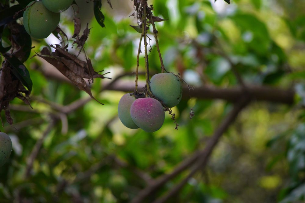 mango-fruit-kerala--kochi-village-tour-village-experience-kerala-min