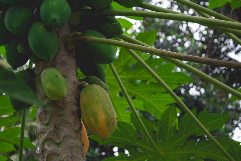 papayas-tree-close-up-kochi-village-tour