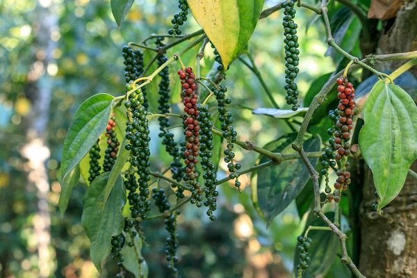 spices kerala (2)